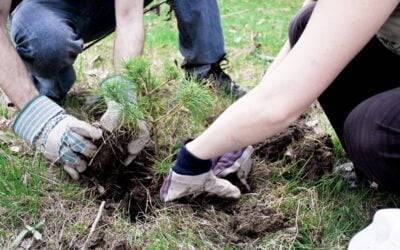 Greening the Horizon: Unveiling Our Environmental and Sustainability Initiatives